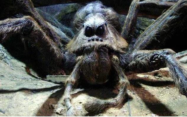 世界上最大的蜘蛛
